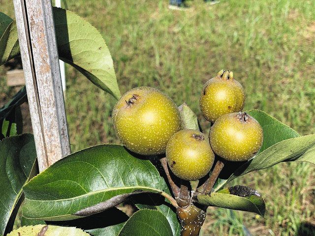 ２０１９年１０月、最初に植樹した苗木が実を付けた。糖度は１３・７５度で梨の平均的な糖度１２・５度を上回った（松戸市提供）
