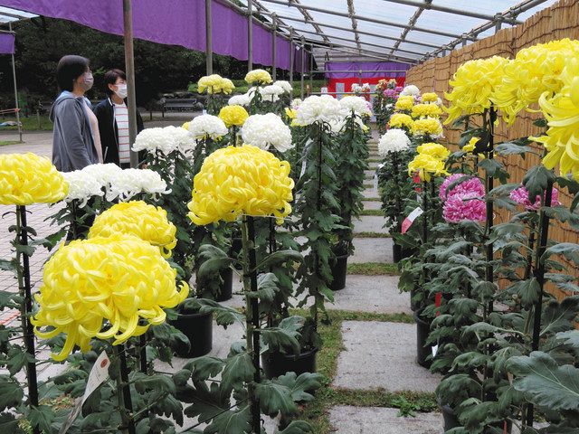 愛好家の500鉢 鮮やかに 県中央公園で菊花展 15日まで：東京新聞 TOKYO Web