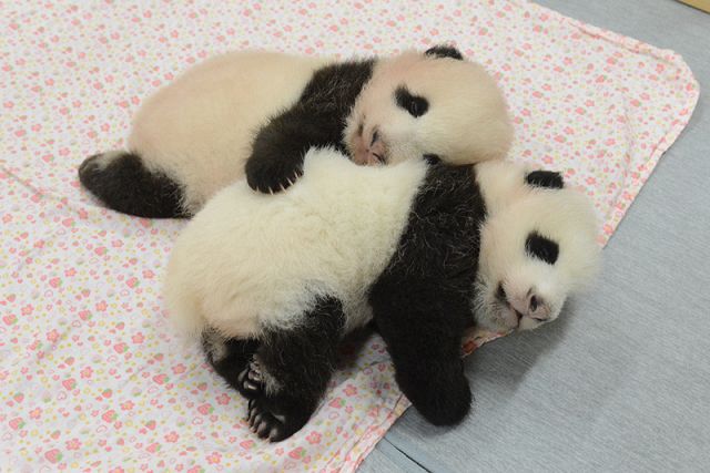 パンダ 双子 の 上野 上野の双子パンダ、２頭一緒に母親とすごすことに シャオシャオとレイレイ