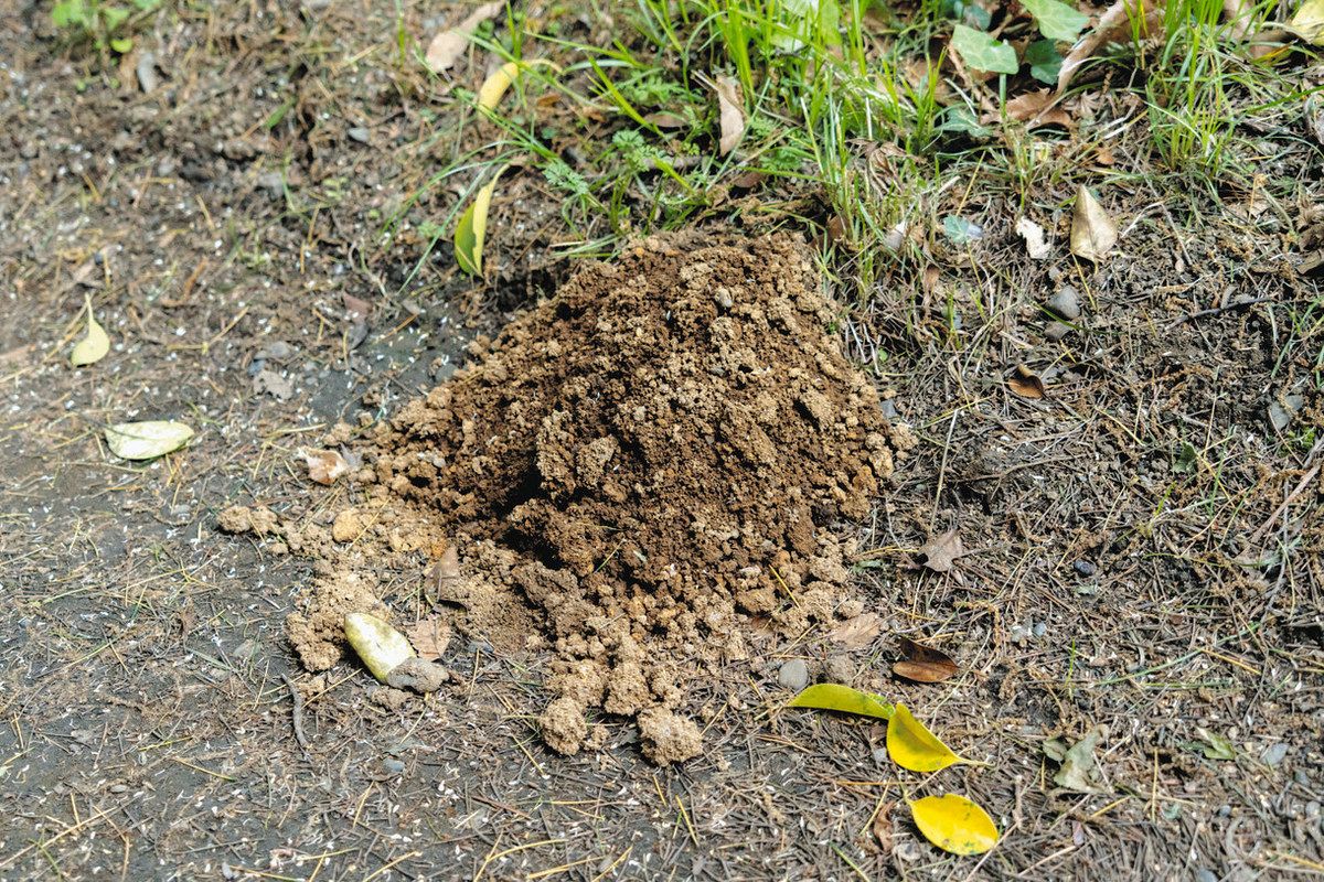 モグラが生息する吹上御苑ではあちこちで土の盛り上がりが見られる（宮内庁提供）