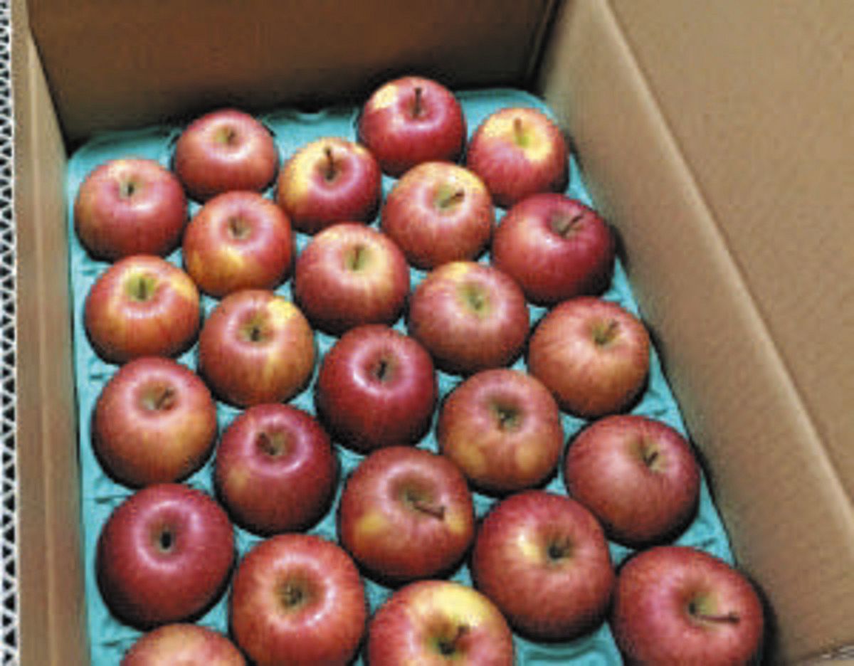 リンゴはなぜタイ向けに化けた？ 不正輸出騒動を記者が追跡したら辿り