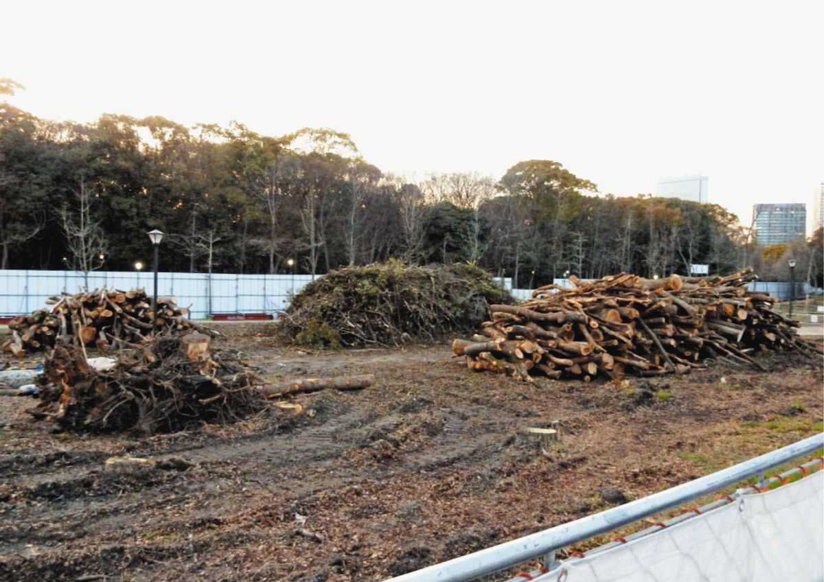 大阪城公園で伐採された樹木。この後、劇場が建設された＝大阪市中央区で（谷口るり子さん提供）