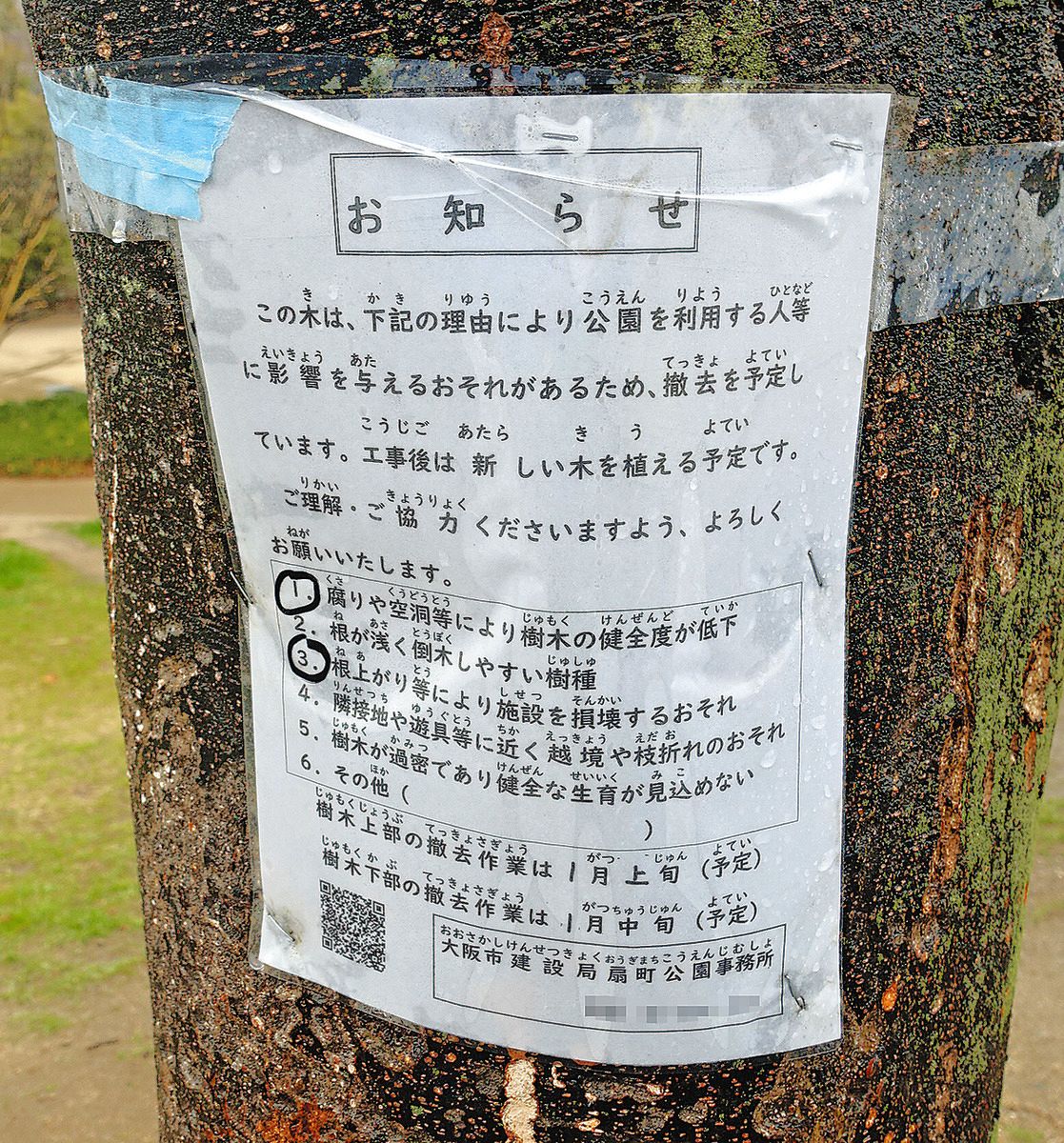 伐採予定の樹木に張られた予告文＝大阪市北区で（一部画像処理）