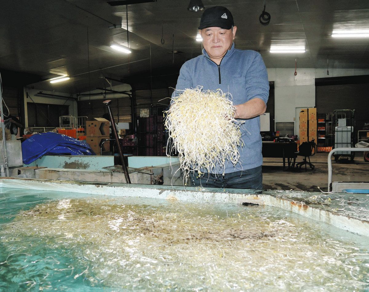 埼玉 水の王国 恵みを生かす＞（2）モヤシ・飯塚商店（深谷） 甘み