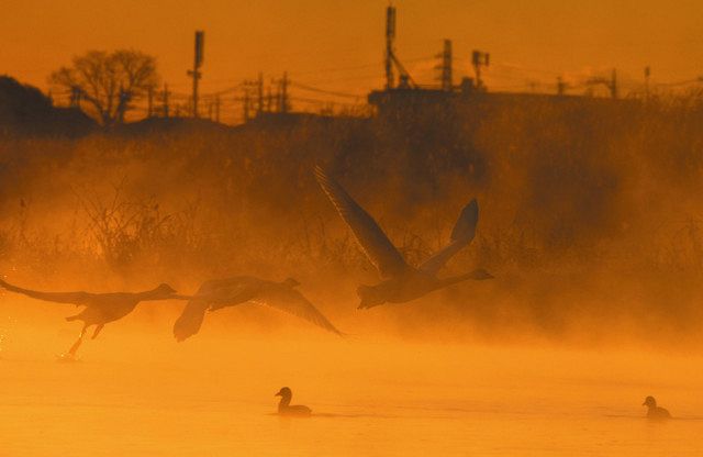 朝日で黄金色に染まった川霧の中、飛び立つコハクチョウの群れ＝昭島市の多摩川で
