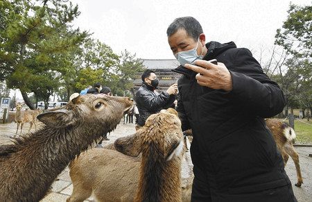 奈良のシカ 飢えてません 感染拡大余波 保護団体 ネット情報否定 東京新聞 Tokyo Web