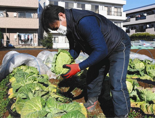 葛飾生まれのキャベツ「中野甘藍（かんらん）」 「もっと知って」区