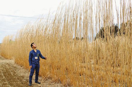 高さ３メートルを超えるススキなどが植えられた畑。バイオマス発電のための燃料用作物を試験的に栽培している＝福島県大熊町大川原で