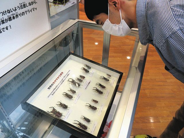 奥日光で暮らしているよ 11種類のクワガタ 来月4日まで企画展 超巨大