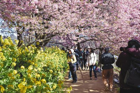 夜景の名所に 華 添える河津桜 松田で満開 ２１日からライトアップ 東京新聞 Tokyo Web