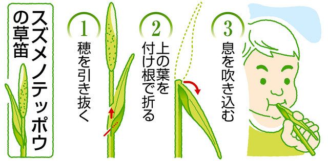 Gwに遠出せず子どもを遊ばせたい 五感使い草花で楽しもう 東京新聞 Tokyo Web