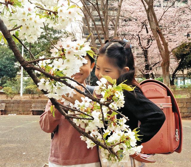 桜 見ごろに 花見イベントも再開 制限緩和でも感染気をつけて 東京新聞 Tokyo Web