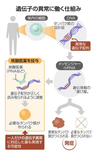 核酸医薬で遺伝難病に挑む（上） たった一人のための薬を ：東京新聞 ...