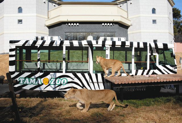 ライオンバス 5年ぶり復活 多摩動物公園 東京新聞 Tokyo Web