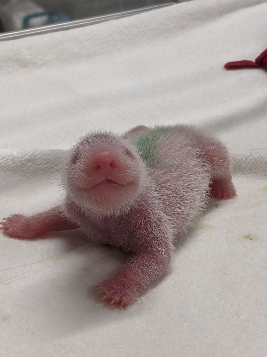 写真特集・最新動画】パンダの双子すくすく 誕生から1カ月を振り返る