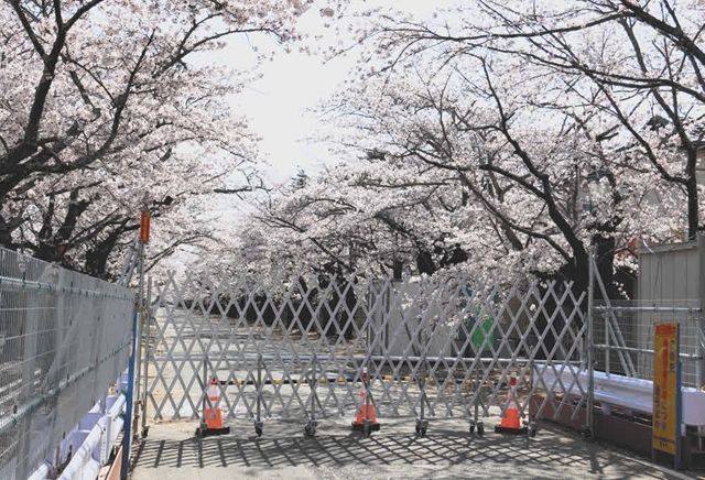 福島・夜の森、桜の下で住人思う 大阪の詩人・奥村和子さんが寄稿：東京新聞 TOKYO Web