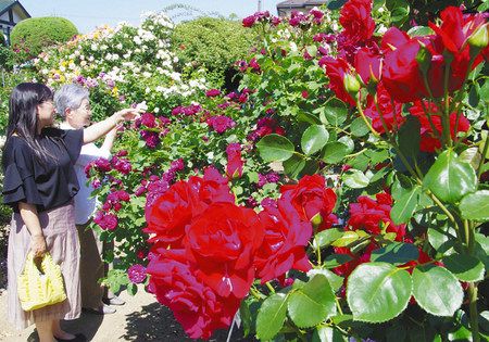 色鮮やかに咲き誇るバラ＝高崎市の「バラのガーデン花蔵」で