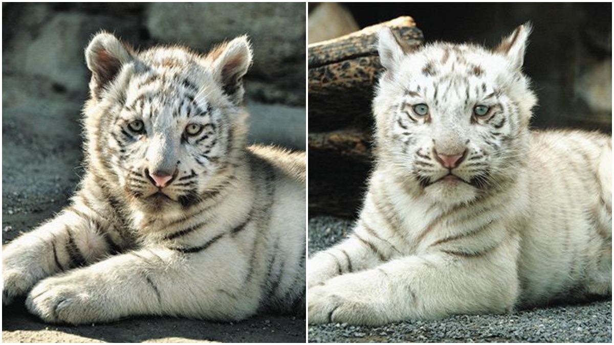 東武動物公園　ホワイトタイガー　卯年 東武動物公園 ホワイトタイガー 卯年 ぬいぐるみ