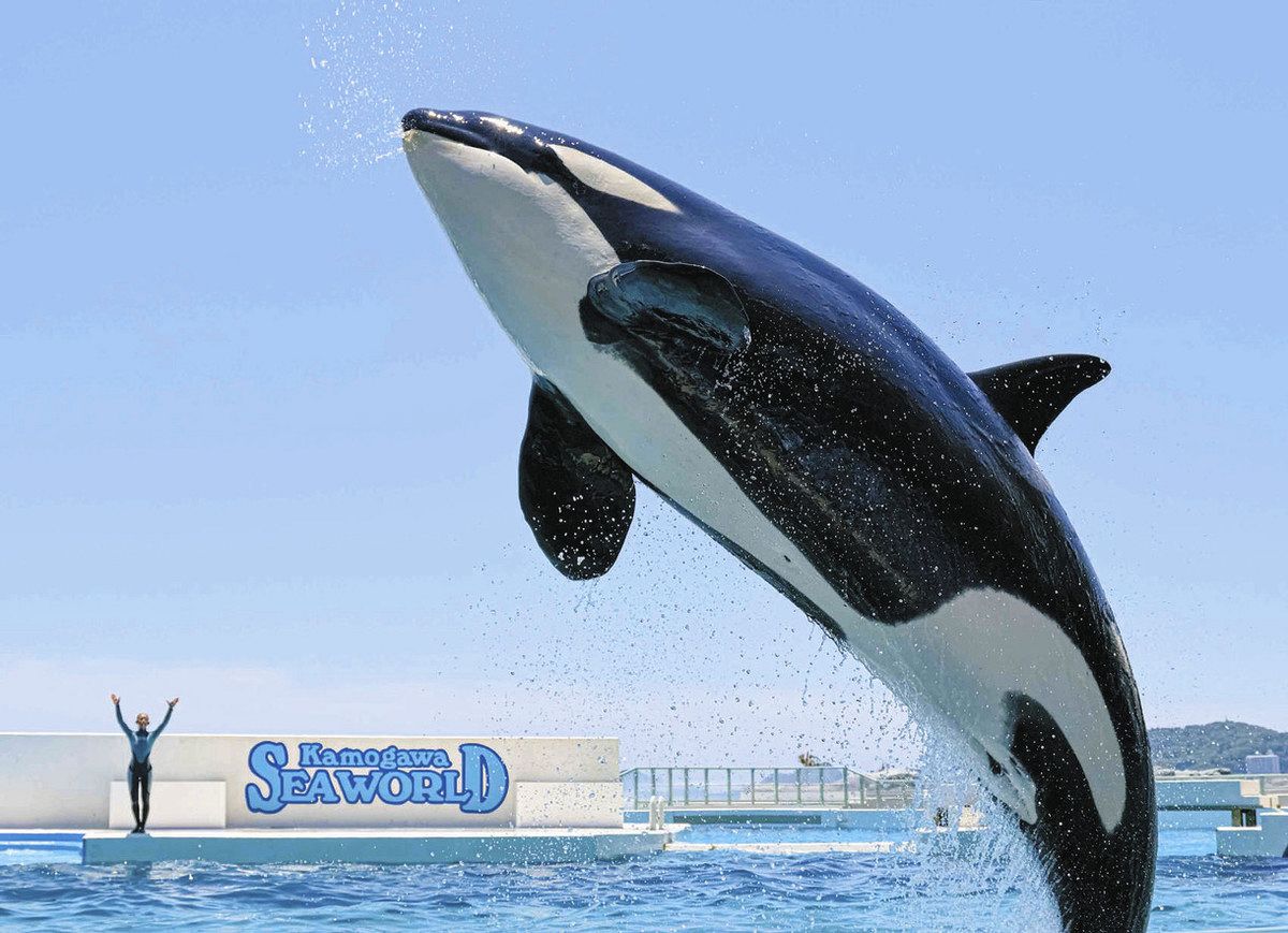 行ってみたら 水族館情報＞水しぶき爽快 シャチが跳ぶ：東京新聞デジタル