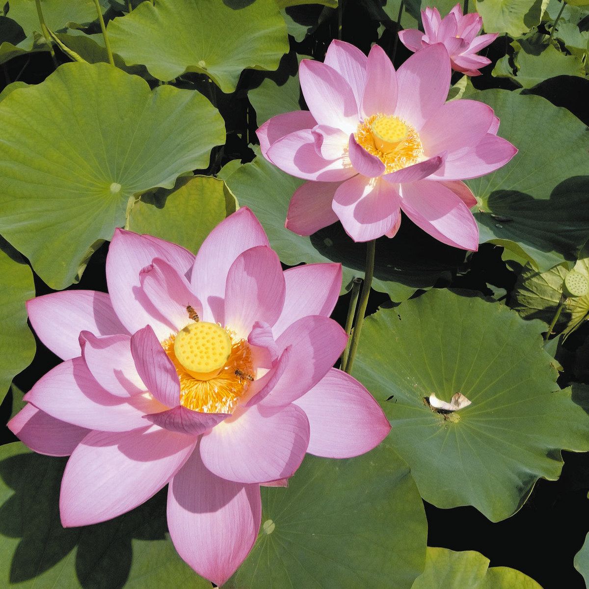 行ってみたら 花前線＞蓮池に大輪：東京新聞デジタル