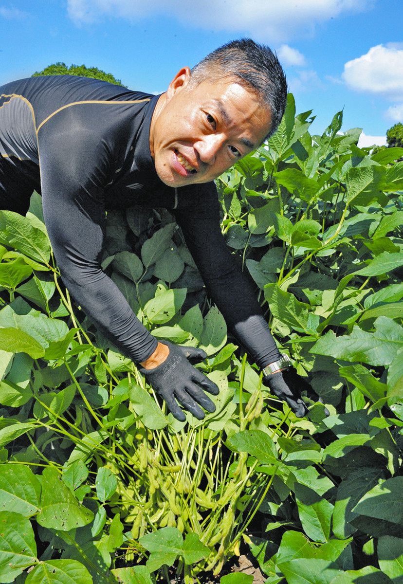 秋が旬の枝豆があった 一時は途絶えた千葉・君津の「小糸在来」 13日からイベント、味わうチャンス：東京新聞 TOKYO Web