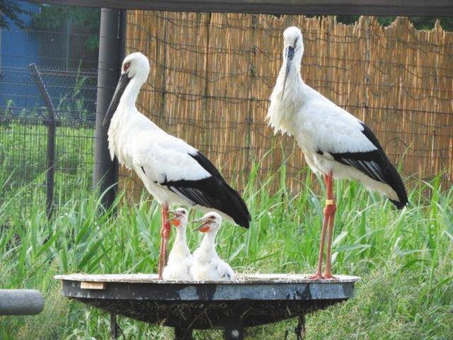 ステキな愛称つけてね！！ コウノトリひな 25日まで野田市：東京新聞