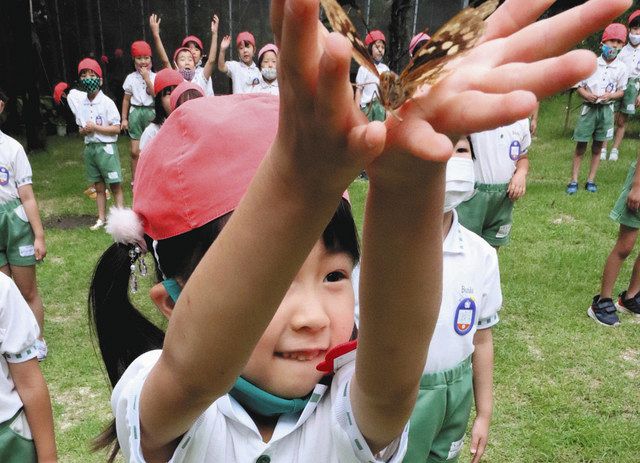 ちょうちょさん、またきてね」 所沢の幼稚園 人工飼育の