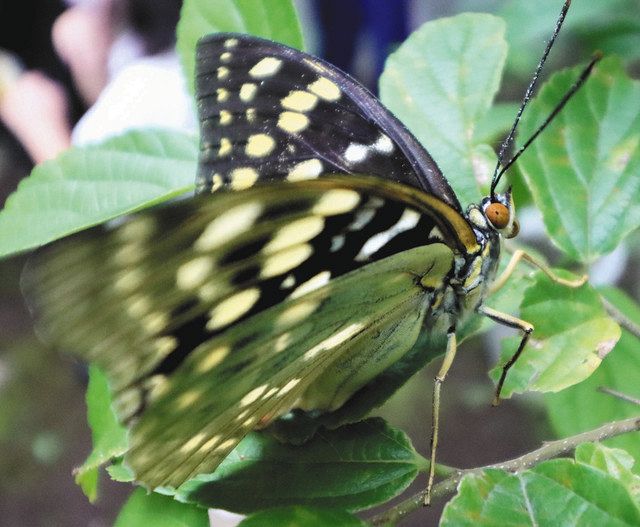 チョウが消えた!? : 昆虫の研究(原聖樹, 青山潤三 著) / 南陽堂
