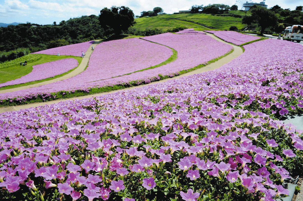 まだまだ、桃色の夏 マザー牧場 ペチュニア2万株 来月15日までフェス 