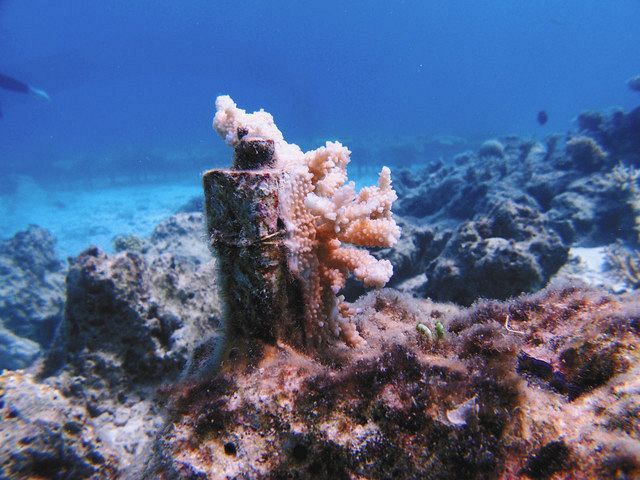 沖縄のサンゴを守ろう サンシャイン水族館など活動 １４日までコンテスト写真募集 東京新聞 Tokyo Web