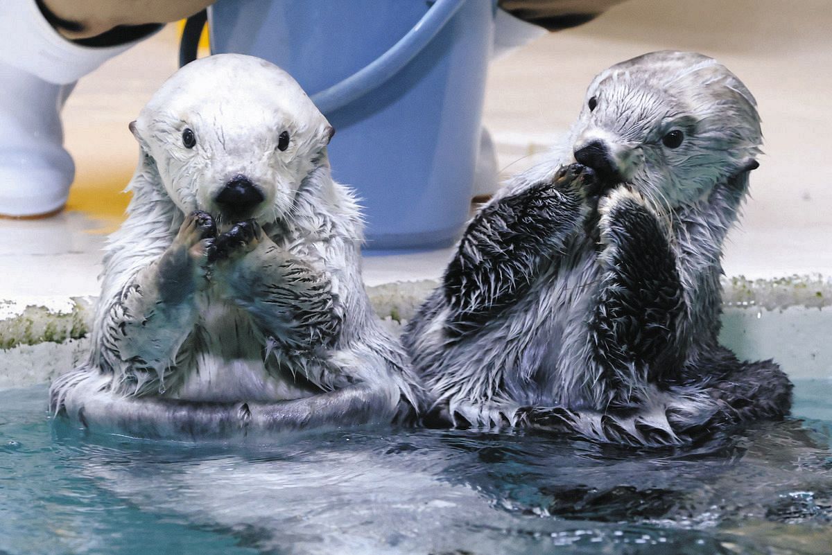 Amazon.co.jp: 鳥羽水族館オリジナル写真集ラッコのキラちゃん