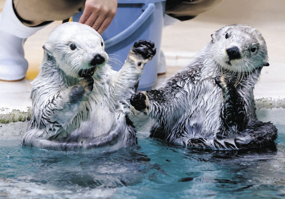 こんなに可愛いラッコ、なぜ日本の水族館に2頭だけ？ 三重・鳥羽水族館