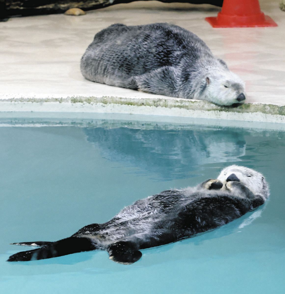 こんなに可愛いラッコ、なぜ日本の水族館に2頭だけ？ 三重・鳥羽水族館
