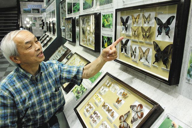 くらしの中から考える 昆虫採集 東京新聞 Tokyo Web