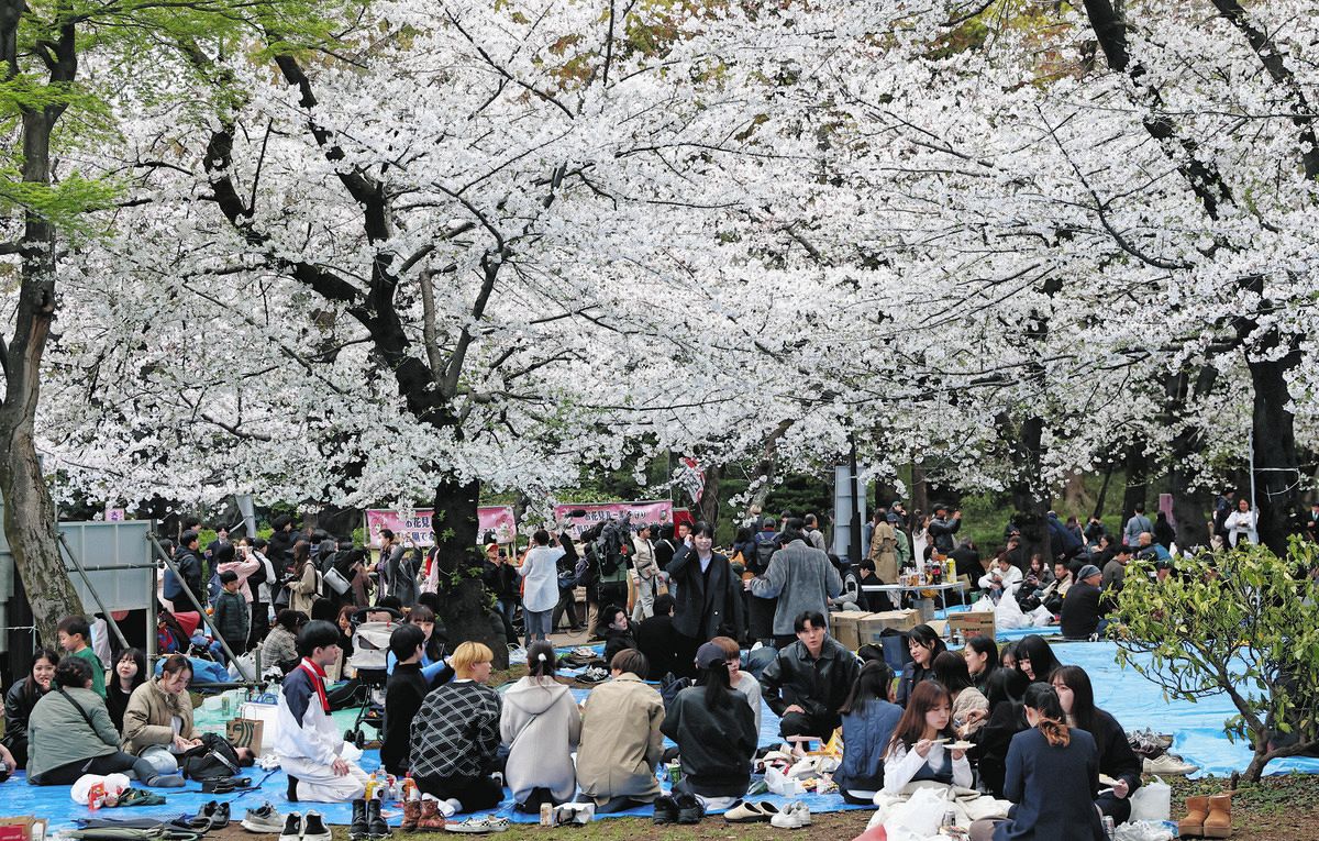 満開の桜の下で花見を楽しむ人たち＝東京都内で