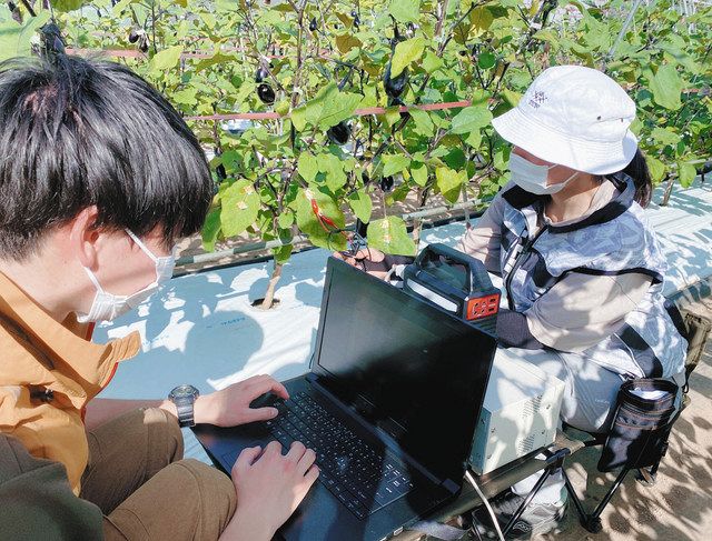 ナスの葉に微弱な電気を流して数値を記録する内田悠登さん（左）と岡嶋真由さん＝いずれも東京都葛飾区細田で