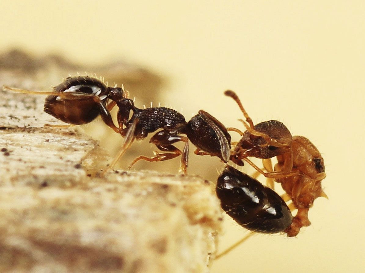 世界初、女王アリだけの種を特定 別種の巣乗っ取り、子育てさせる