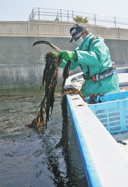食卓ものがたり＞迷惑海藻 粘りの商品化 アカモク（愛知県常滑市
