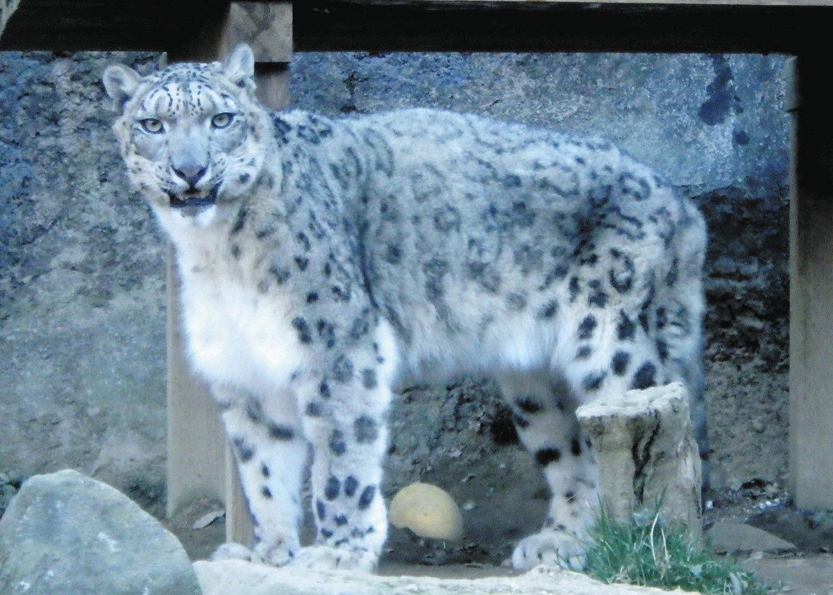 ◎超素敵☆絶滅危惧種☆タスマニアデビル☆ミニポーチ☆残1 多摩動物公園のタスマニアデビル死ぬ 国内飼育は残り1頭しか