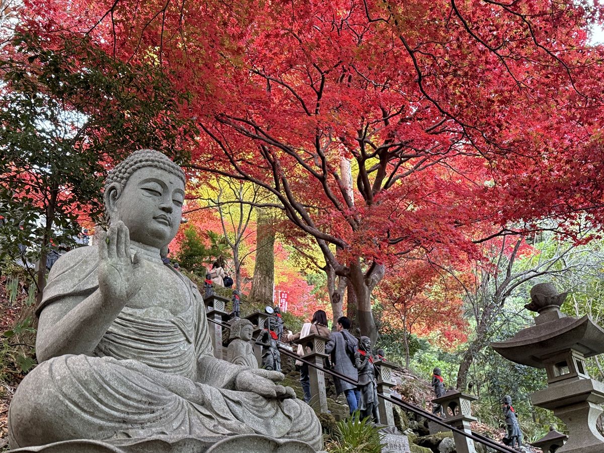 丹沢のクマどうなった？ 山岳救助隊「今年は大丈夫」猟師「このまま