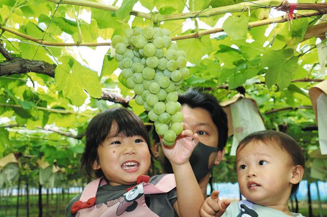 ブドウ狩りを楽しむ親子連れ＝松戸市で 