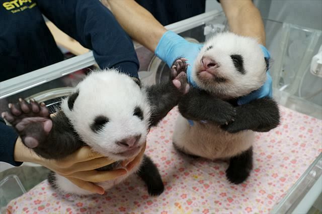 上野動物園のジャイアントパンダの双子の赤ちゃん（左がオス、右がメス）＝１０日撮影、東京動物園協会提供