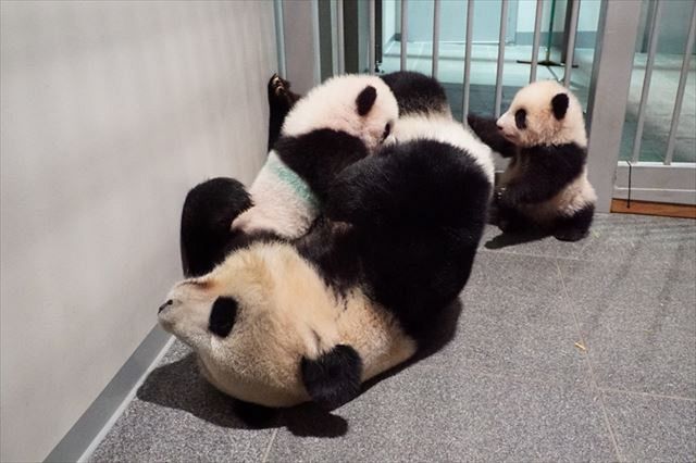 動画 2頭一緒にシンシンママのところに戻ったよ 上野動物園の双子パンダのシャオシャオとレイレイ 東京新聞 Tokyo Web