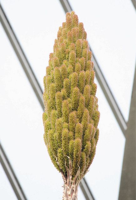 伊東で28年ぶり開花 多肉植物「ダシリリオン・ロンギシマム」：東京 ...