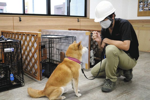 避難 ペット ショップ どうする