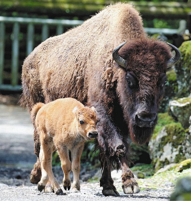 サファリパーク きょうから再開するよ アメリカバイソンも誕生 東京新聞 Tokyo Web