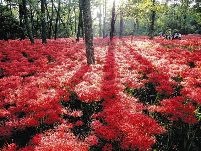行ってみたら 花前線＞ヒガンバナ咲く：東京新聞デジタル