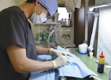 野良猫の殺処分を減らせ 越谷の獣医師 不妊手術に全力 東京新聞 Tokyo Web