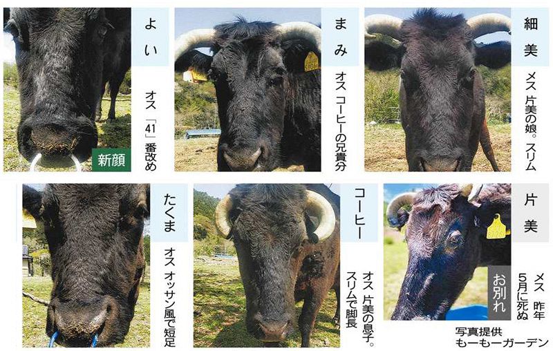 13年目の被災地を再び巡る 福帰行＞大熊で生きる牛（大熊町） 無人の