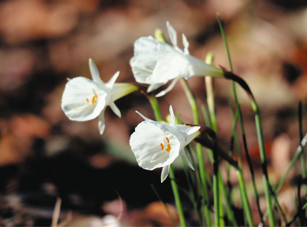 色とりどり 冬の花が開花 国営昭和記念公園：東京新聞デジタル
